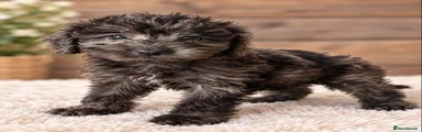 Cockapoo 5