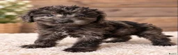 Cockapoo dogs for sale: STUNNING COCKAPOO PUPPIES - Advert 3