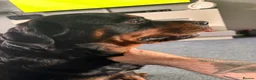 Rottweiler dogs for sale: World champion bloodlines 1 girl available  - Advert 13