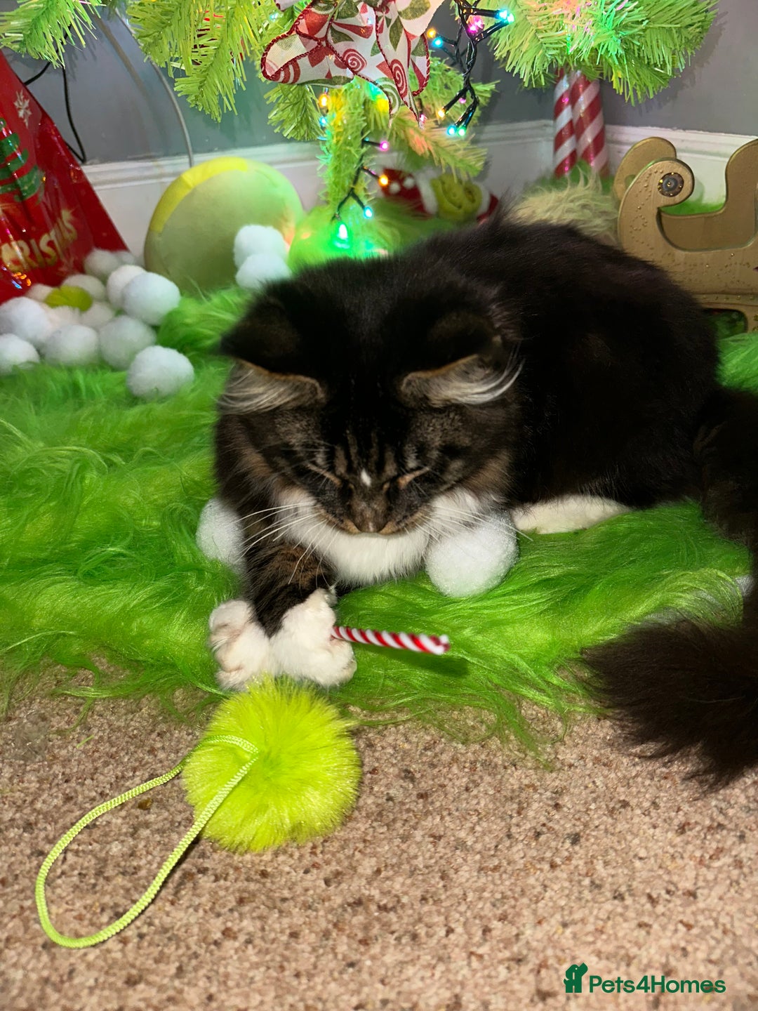 Maine Coon cats for sale: Xl mainecoon kittens dad is Xl very big boy  - Advert 8