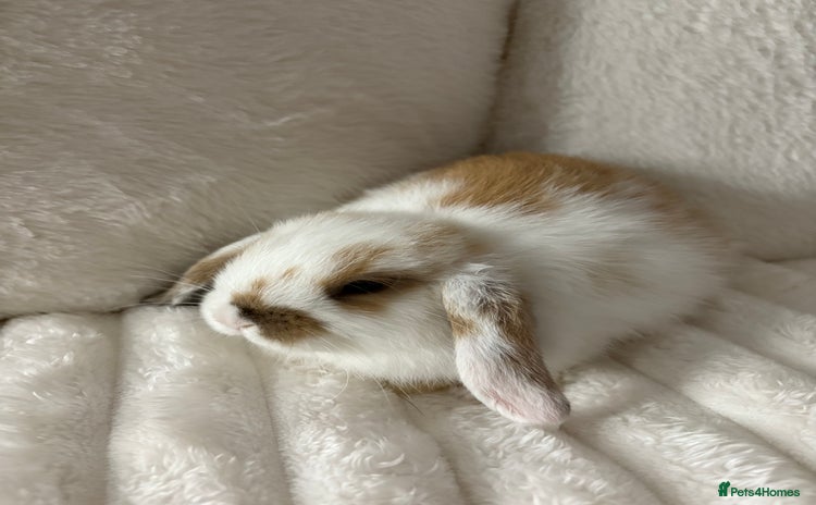 Mini Lop rabbits - Advert 6