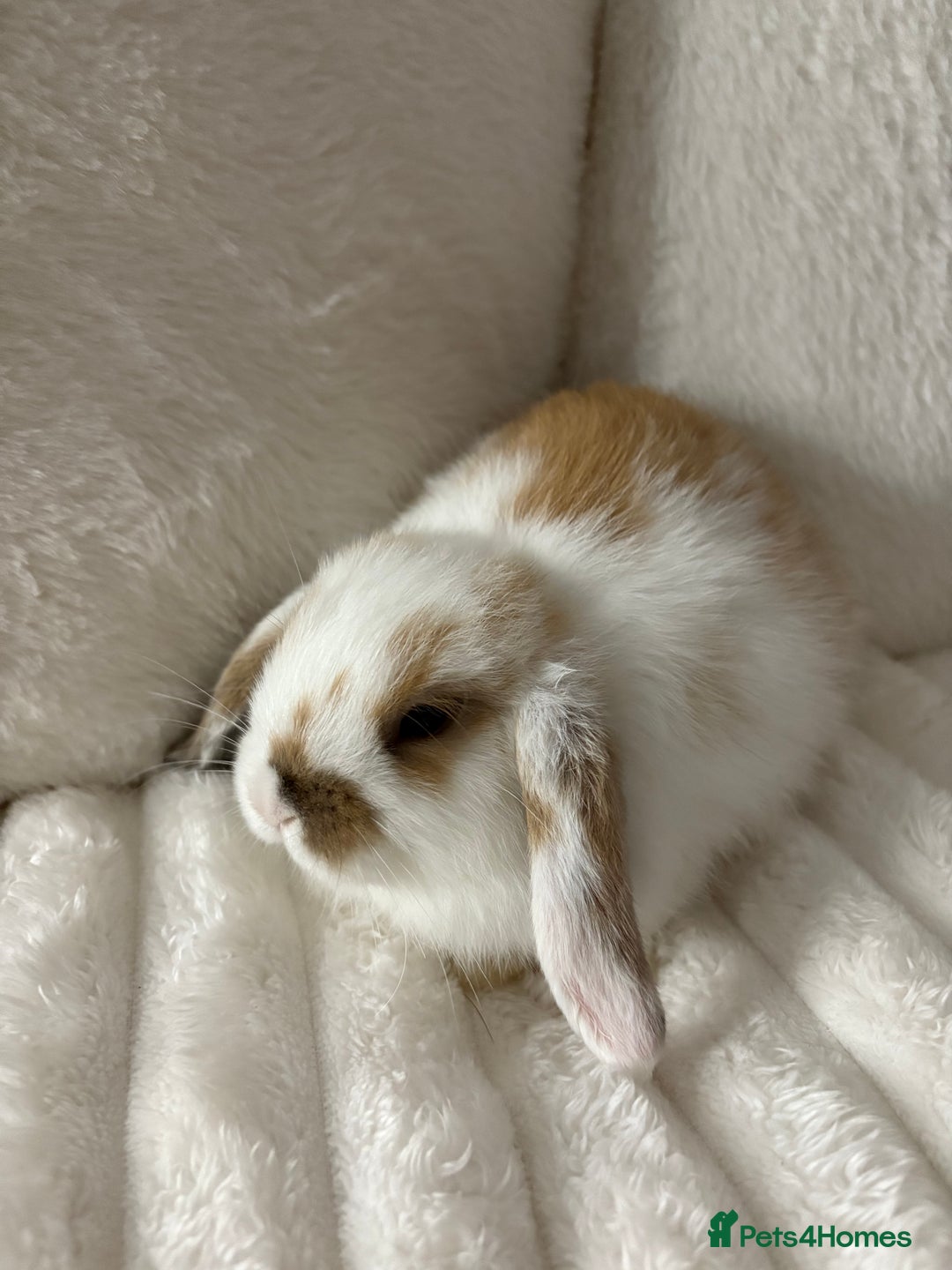Mini Lop rabbits for sale: Mini lop bunnies for sale - Image 1