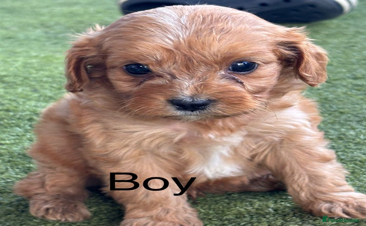 Cavapoo dogs - Advert 1