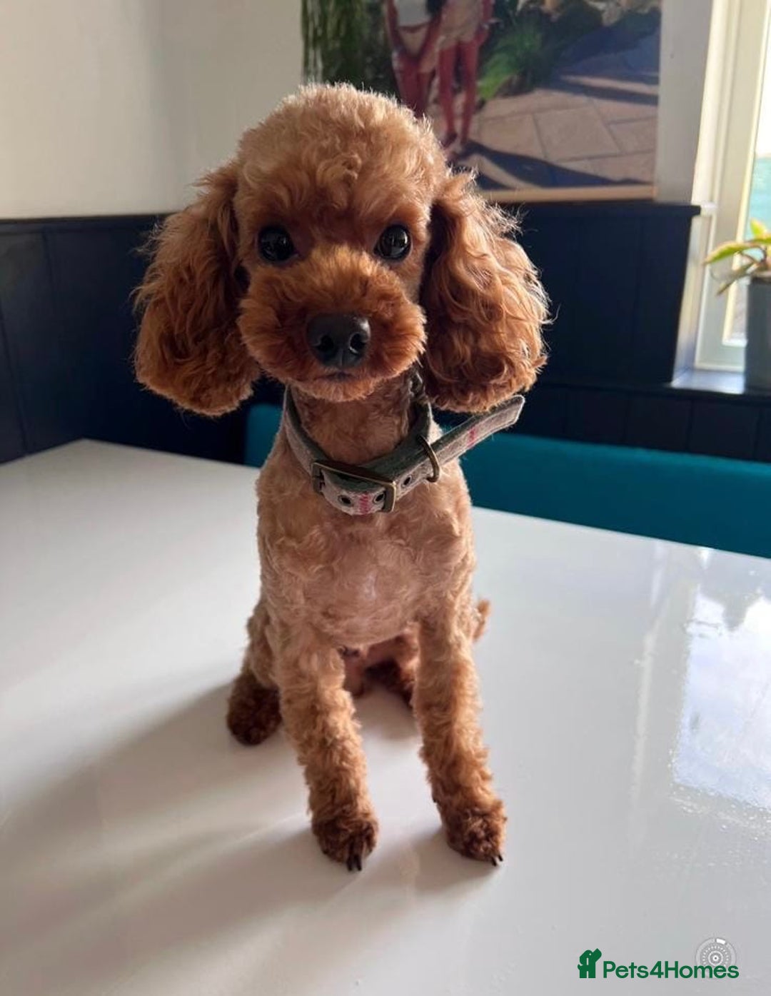 Cavapoo dogs for sale: Cavapoo puppies for sale - Image 14