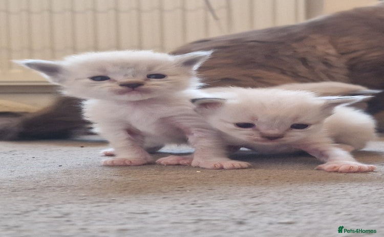 Ragdoll cats - Advert 13