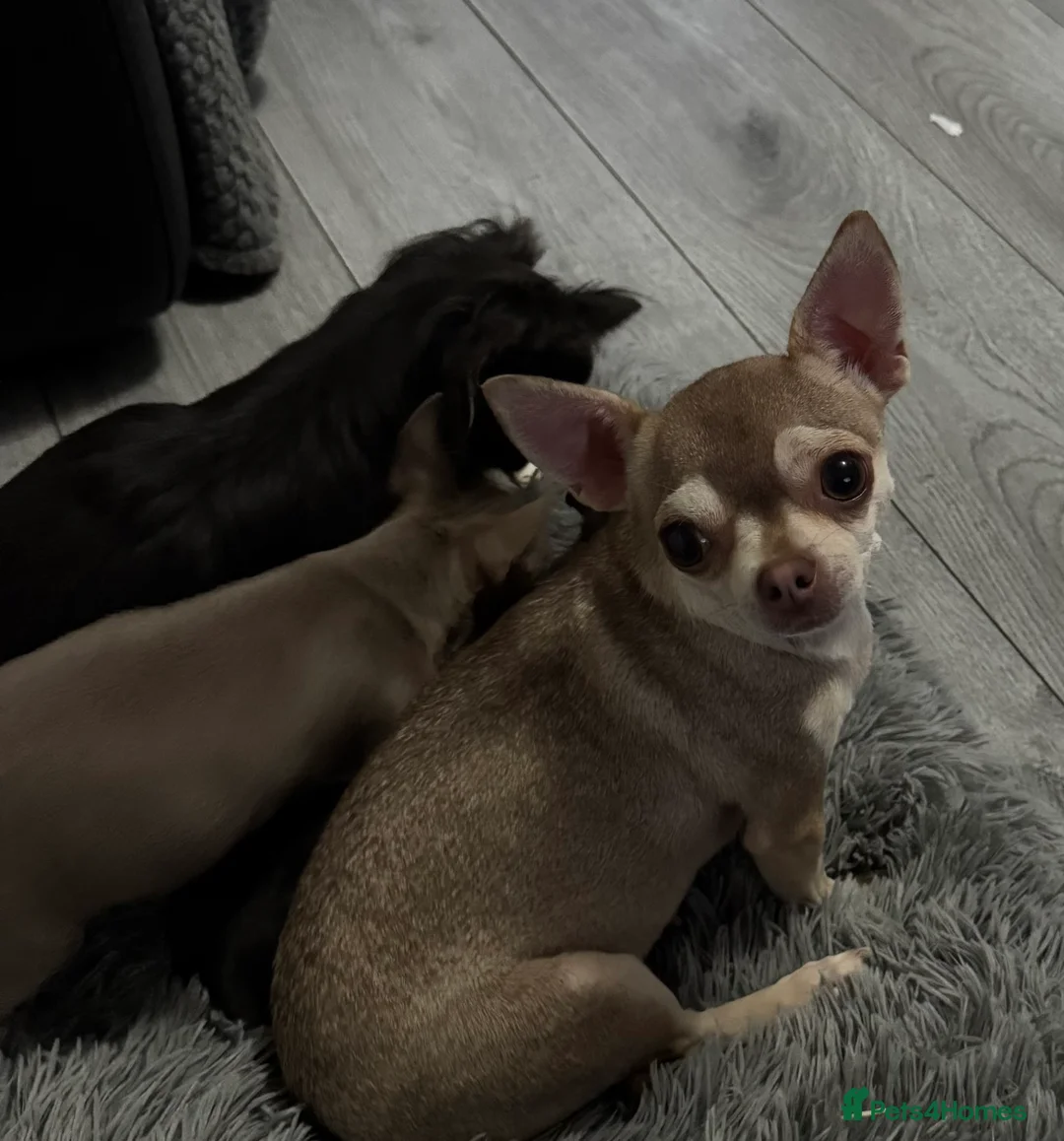 Chihuahua dogs for sale: Kc spayed female chihuahua.  - Advert 5