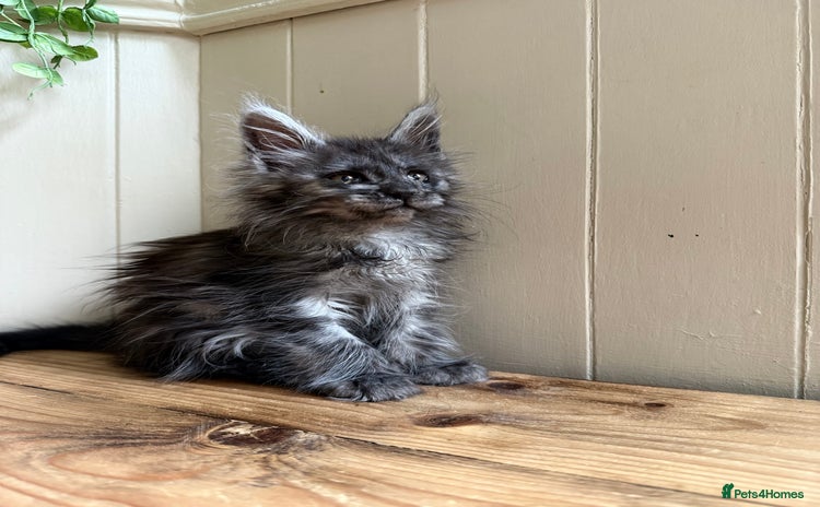 Maine Coon cats - Advert 14