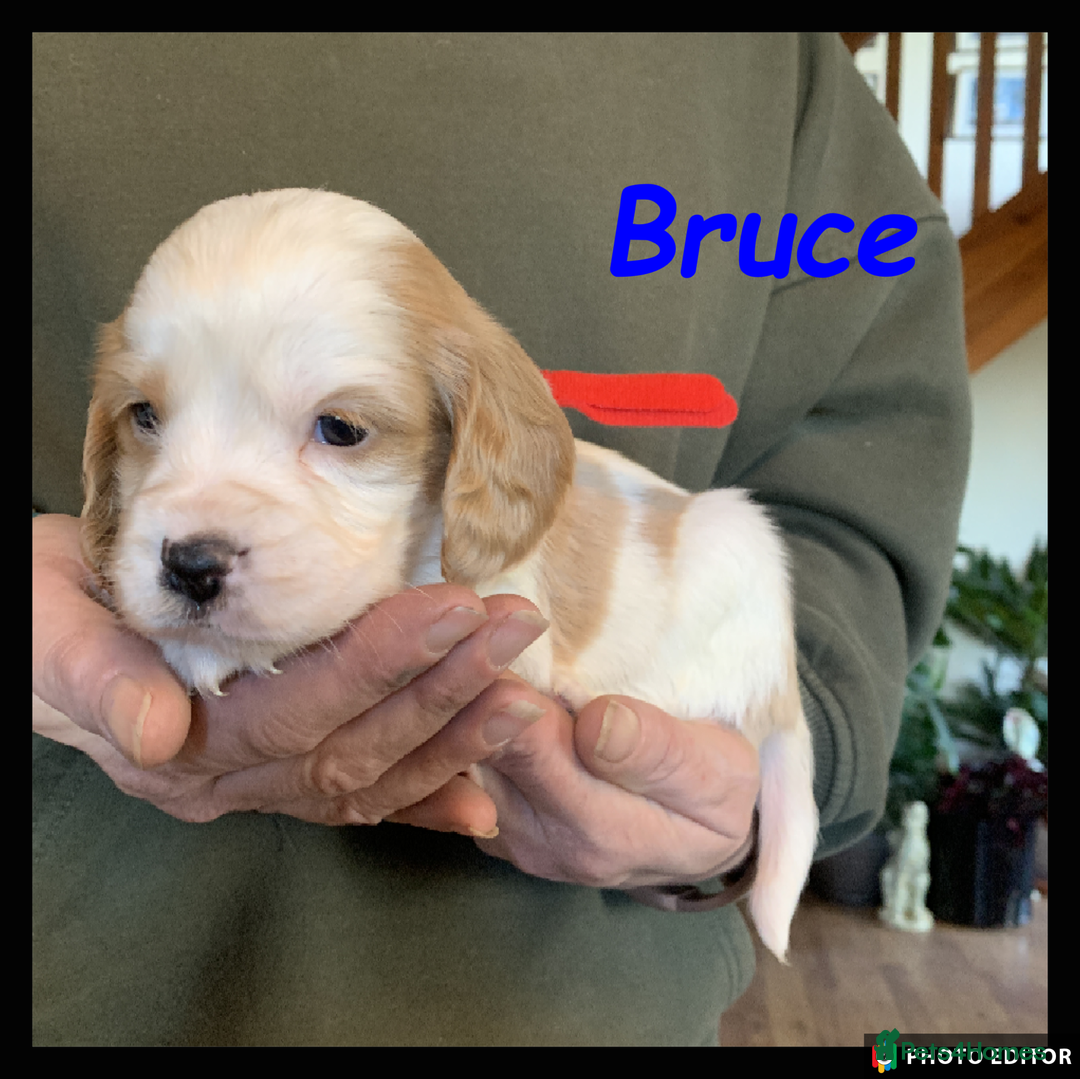 Cockalier dogs for sale: Beautiful Cockalier Pups – Loving Homes Await - Advert 4