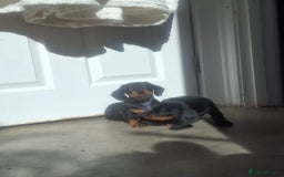 Miniature Dachshund dogs for sale: Miniature Dachshunds - Image 9