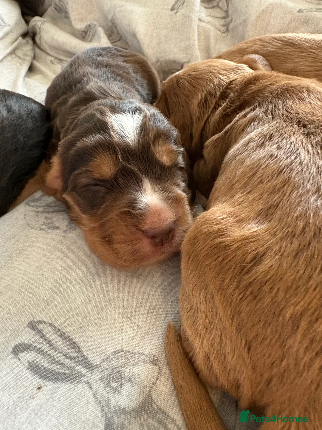 Cocker Spaniel dogs for sale: ✨Heath tested true to type KC show cockers✨ - Advert 6