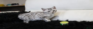 Bengal Kitten 4