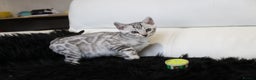 Bengal cats for sale: Stunning Bengal kittens - Advert 23