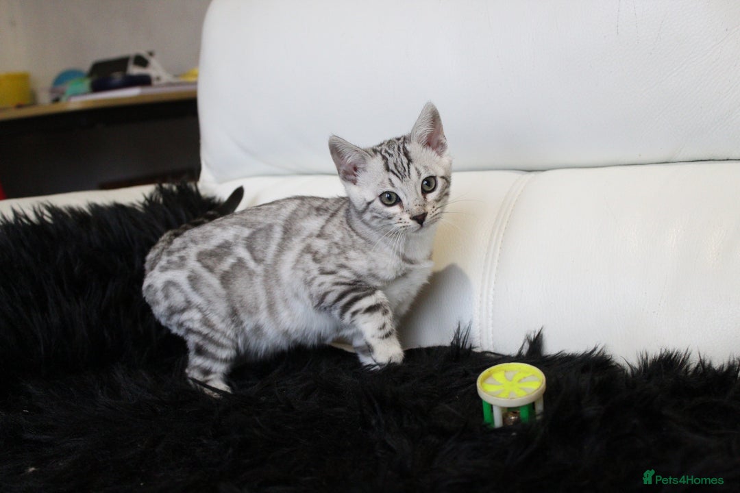 Bengal cats for sale: Stunning Bengal kittens - Image 23