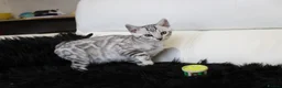 Bengal cats for sale: Stunning Bengal kittens - Advert 12