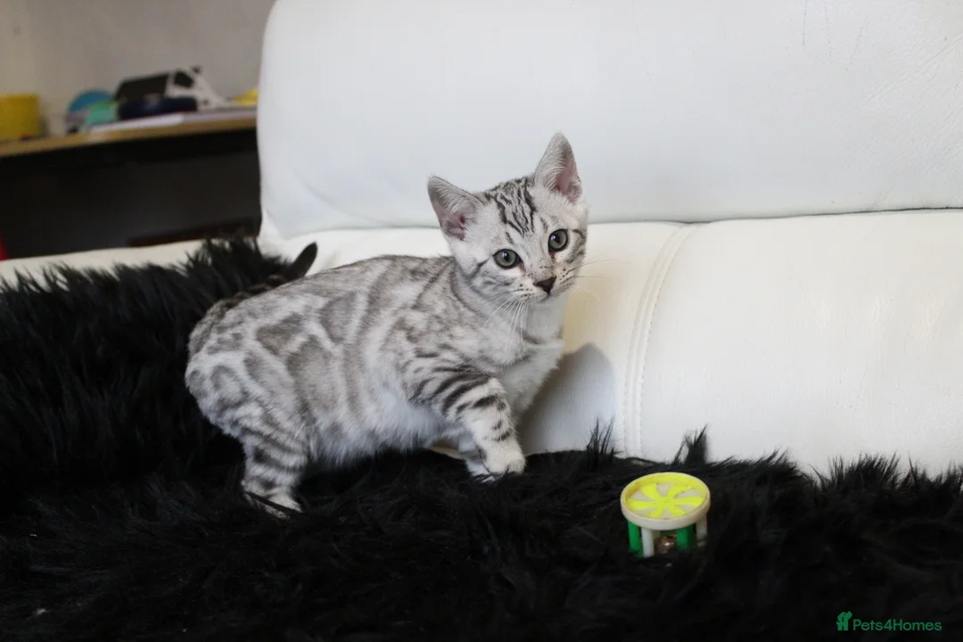 Bengal cats for sale: Stunning Bengal kittens - Advert 12