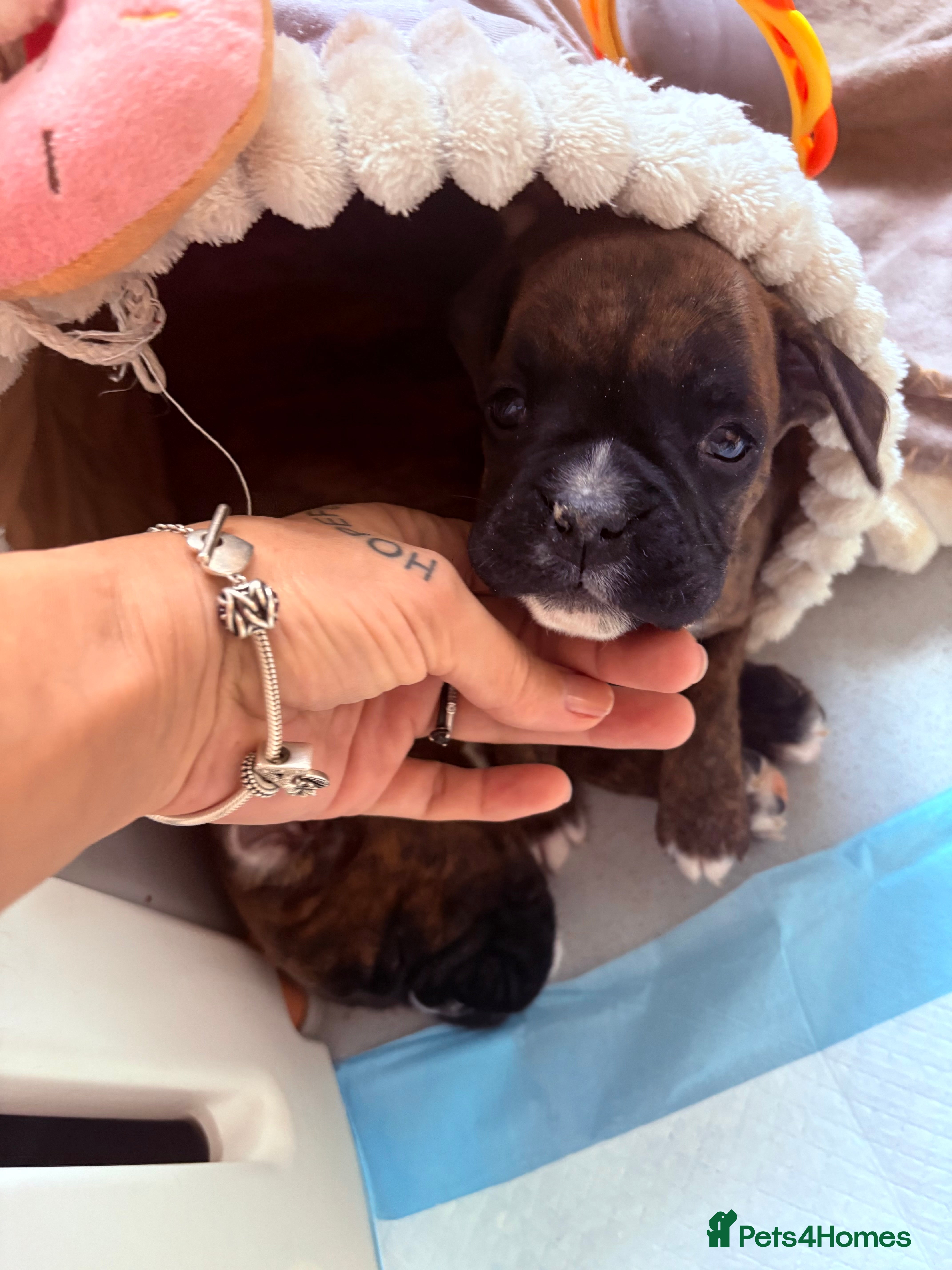 Boxer dogs Last one ☝️ KC girl available  - Advert 6