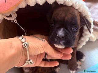 Boxer dogs Last one ☝️ KC girl available - Advert 6