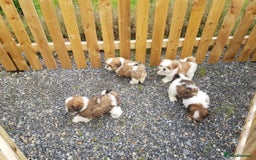 Shih Tzu dogs for sale: ✨ Adorable Shih Tzu Puppies – 1 Boy & 2 Girls 💖 - Image 3