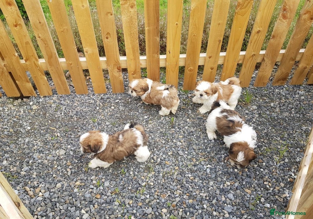 Shih Tzu dogs for sale: ✨ Adorable Shih Tzu Puppies – 1 Boy & 2 Girls 💖 - Image 3