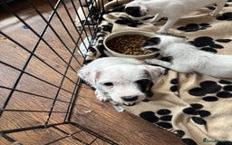 Mixed Breed dogs for sale: Border terrier x Patterdale terrier   - Image 19