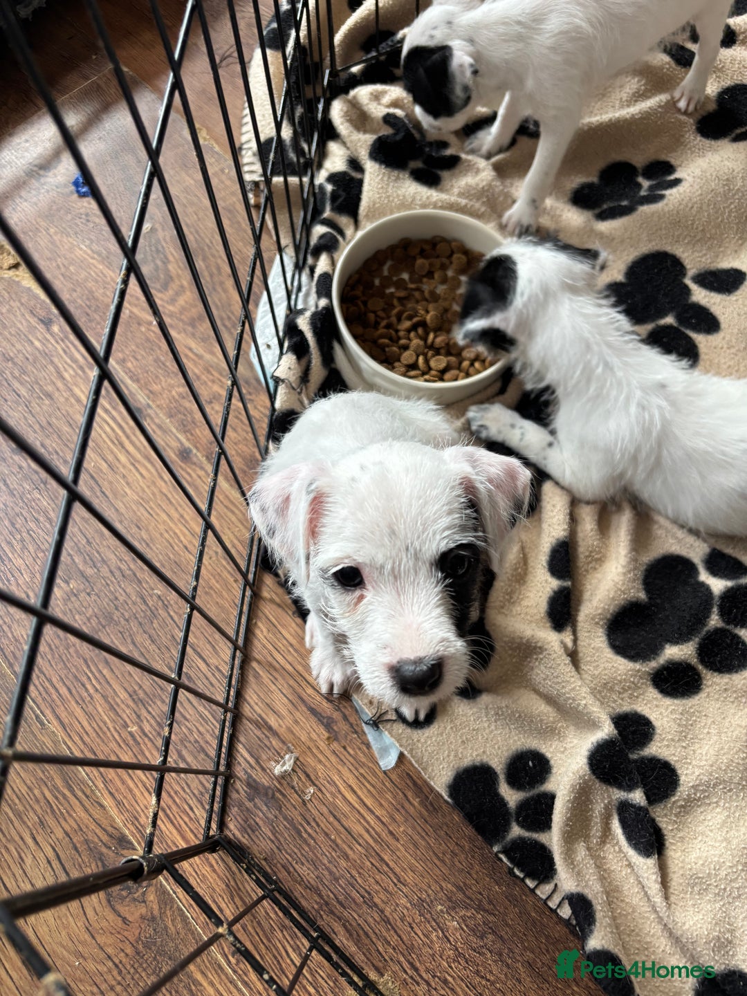 Mixed Breed dogs for sale: Border terrier x Patterdale terrier   - Image 19