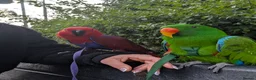 Parrots birds for sale: NOT FOR SALE- SEEKING FOSTER HOME - Advert 5