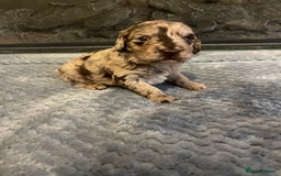 Cockapoo dogs for sale: 5 ⭐️ Cockapoo Puppies for 5 ⭐️ homes only - Image 28