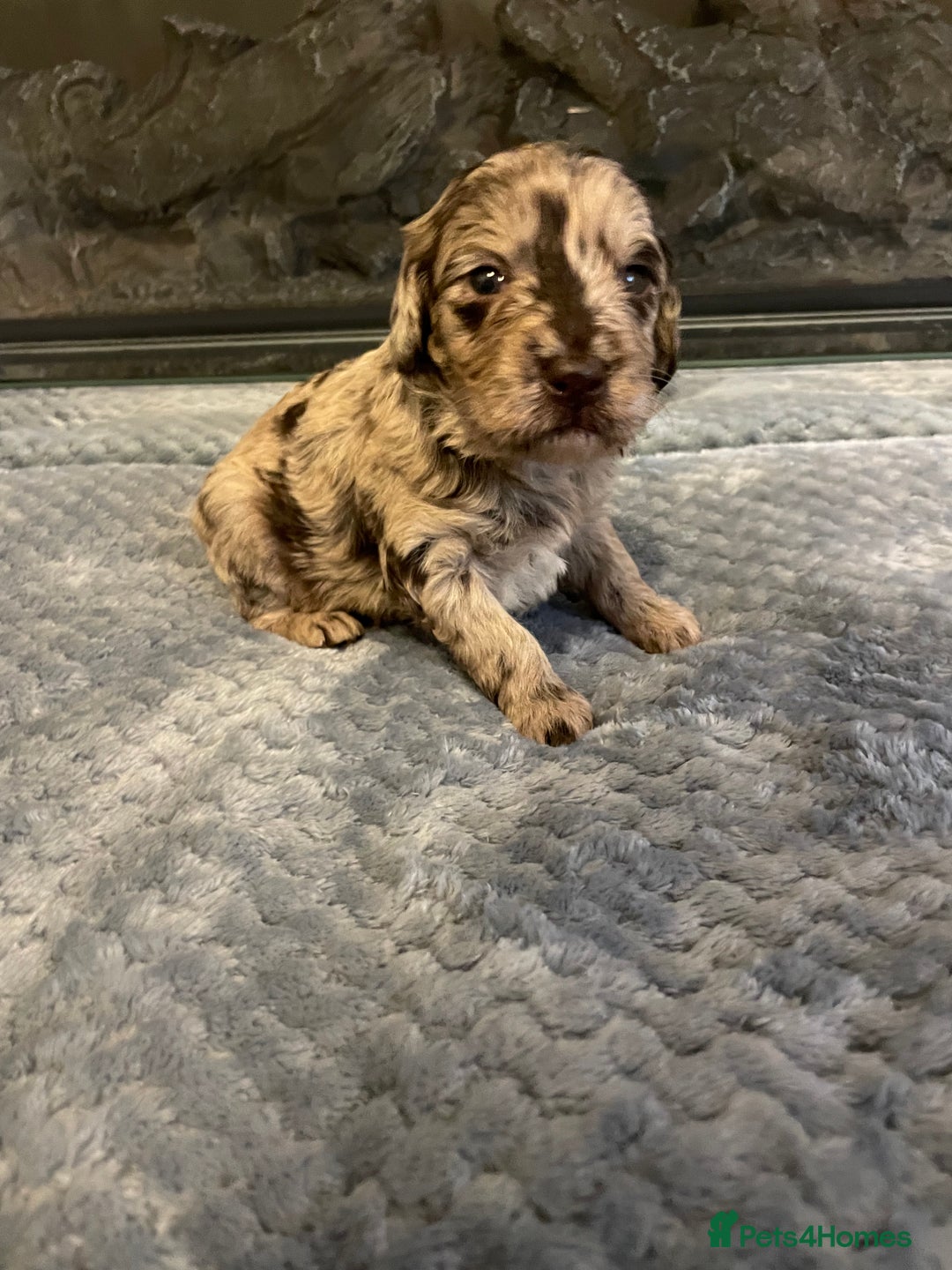 Cockapoo dogs for sale: 5 ⭐️ Cockapoo Puppies for 5 ⭐️ homes only - Image 28