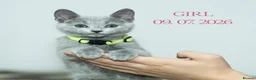 Russian Blue cats for sale: Adorable Russian Blue Kittens - Advert 15