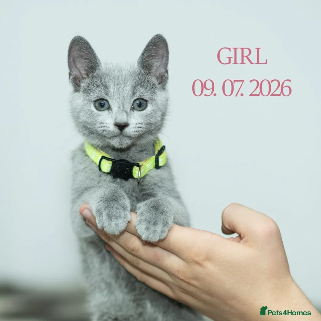 Russian Blue cats for sale: Adorable Russian Blue Kittens - Advert 15