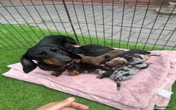 Miniature Dachshund dogs for sale: 🐾 Miniature Dachshund Puppies for Sale  🐾 - Image 12