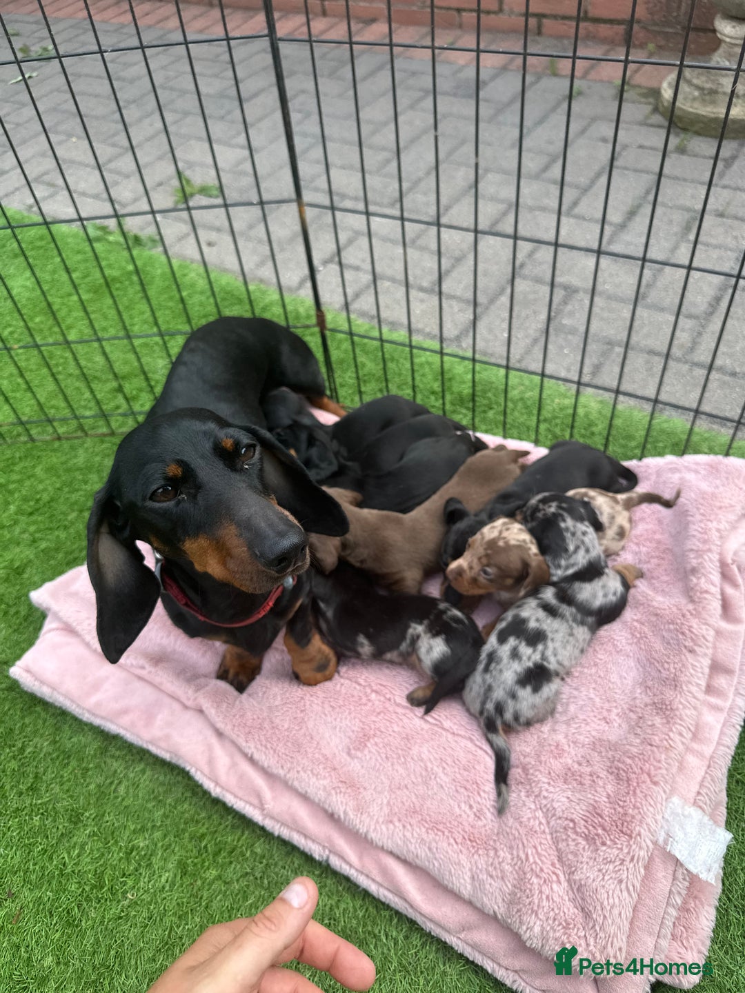 Miniature Dachshund dogs for sale: 🐾 Miniature Dachshund Puppies for Sale  🐾 - Image 12