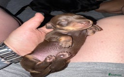 Miniature Dachshund dogs for sale: Two beautiful mini dash’s  - Image 18