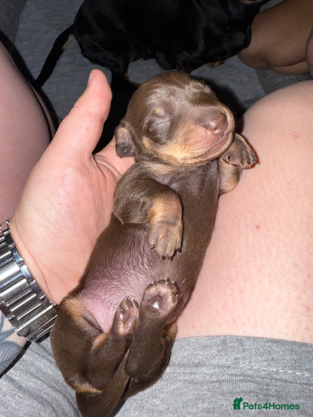 Miniature Dachshund dogs for sale: Two beautiful mini dash’s  - Image 18