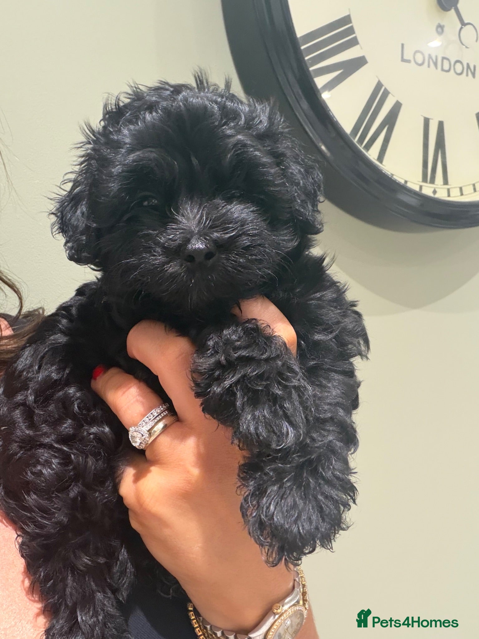 Maltipoo dogs *READY TO LEAVE NOW * F1 Black Female Maltipoo - Advert 1