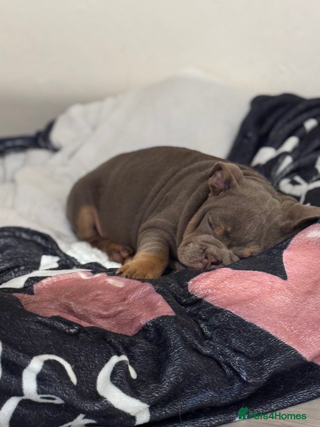 English Bulldog dogs for sale: Last little lady, English Bulldog  - Advert 7