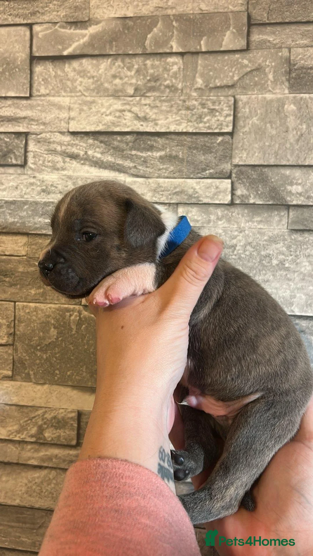 Mixed Breed dogs for sale: Bulldog x Staffordshire Bull Terrier  - Advert 2