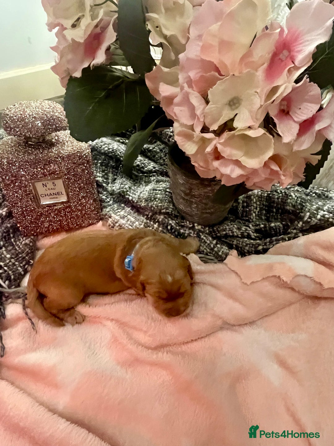 Cocker Spaniel dogs for sale: Pedigree Cocker Spaniel Puppies Fir Sale  - Advert 8