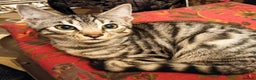 Mixed Breed cats for sale: G5 Asian Leopard Bengal X Kittens  - Advert 21