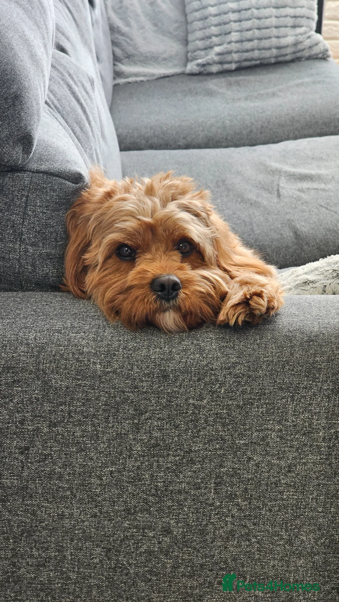 Cavapoo dogs for stud: Cavapoo stud available - healthy male - Advert 2