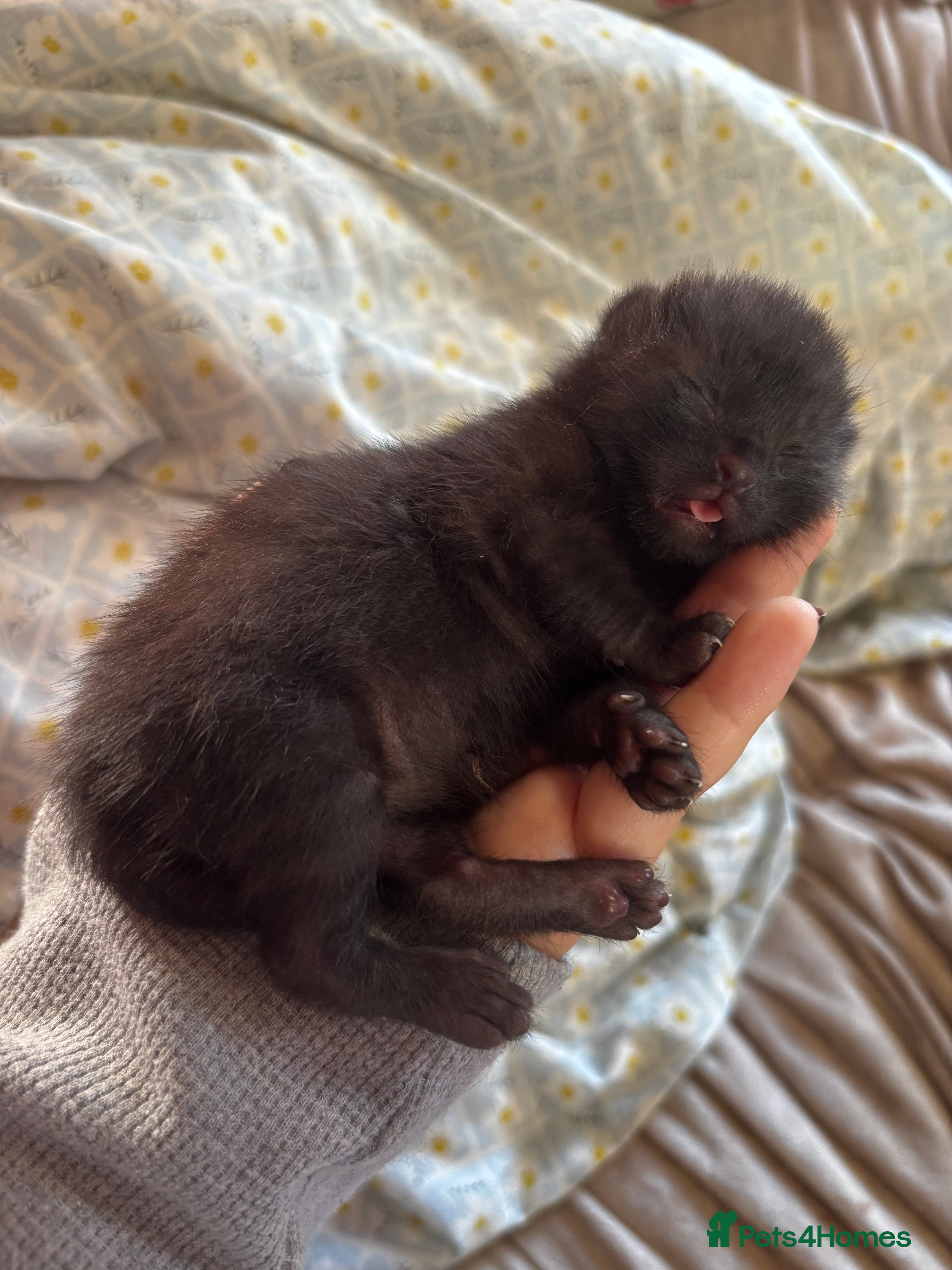 Domestic Shorthair cats Four sweet tabby, black & tuxedo kittens for sale - Advert 2