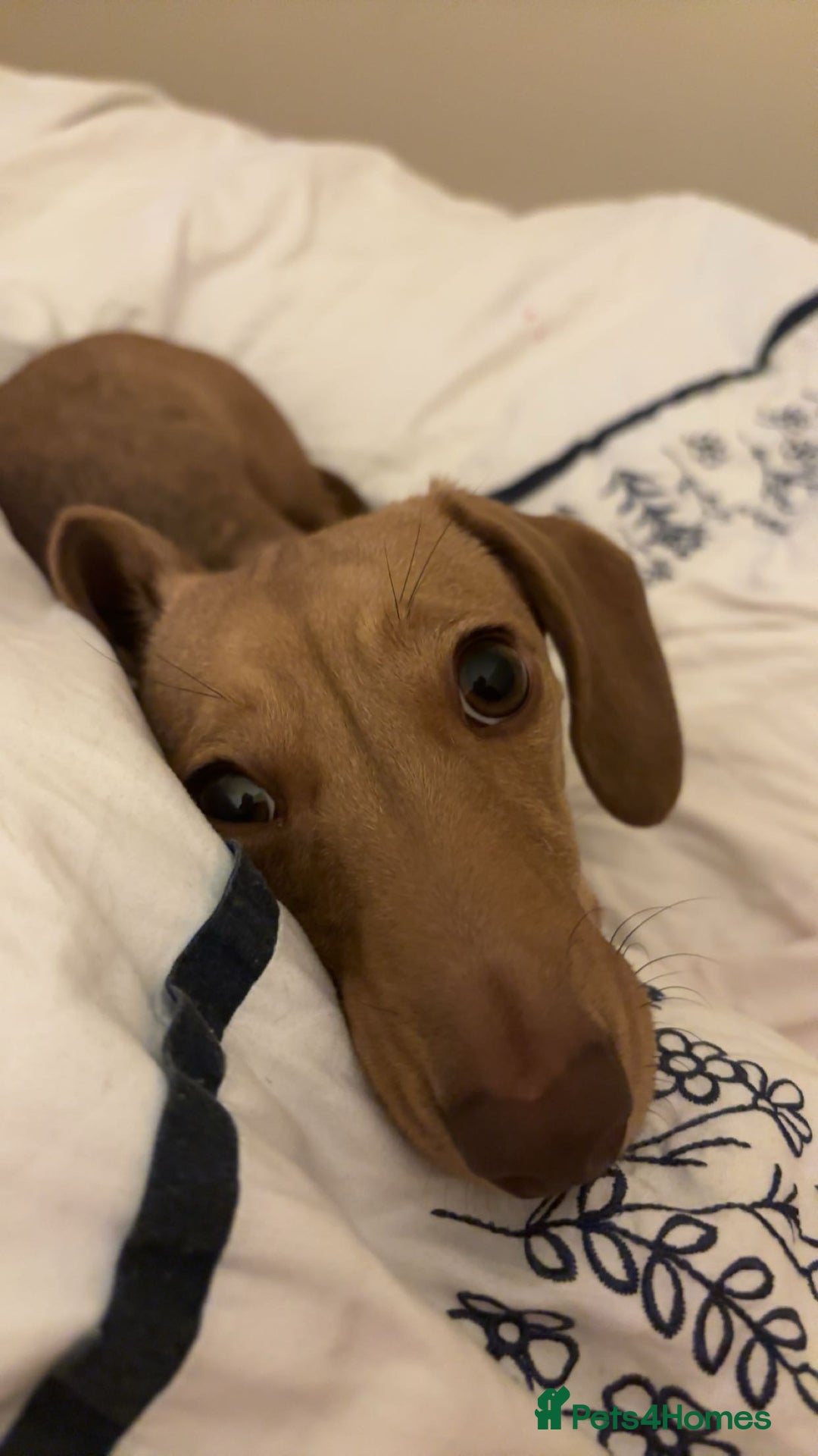 Miniature Dachshund dogs for sale: miniature dachshund female 1yo - Advert 5