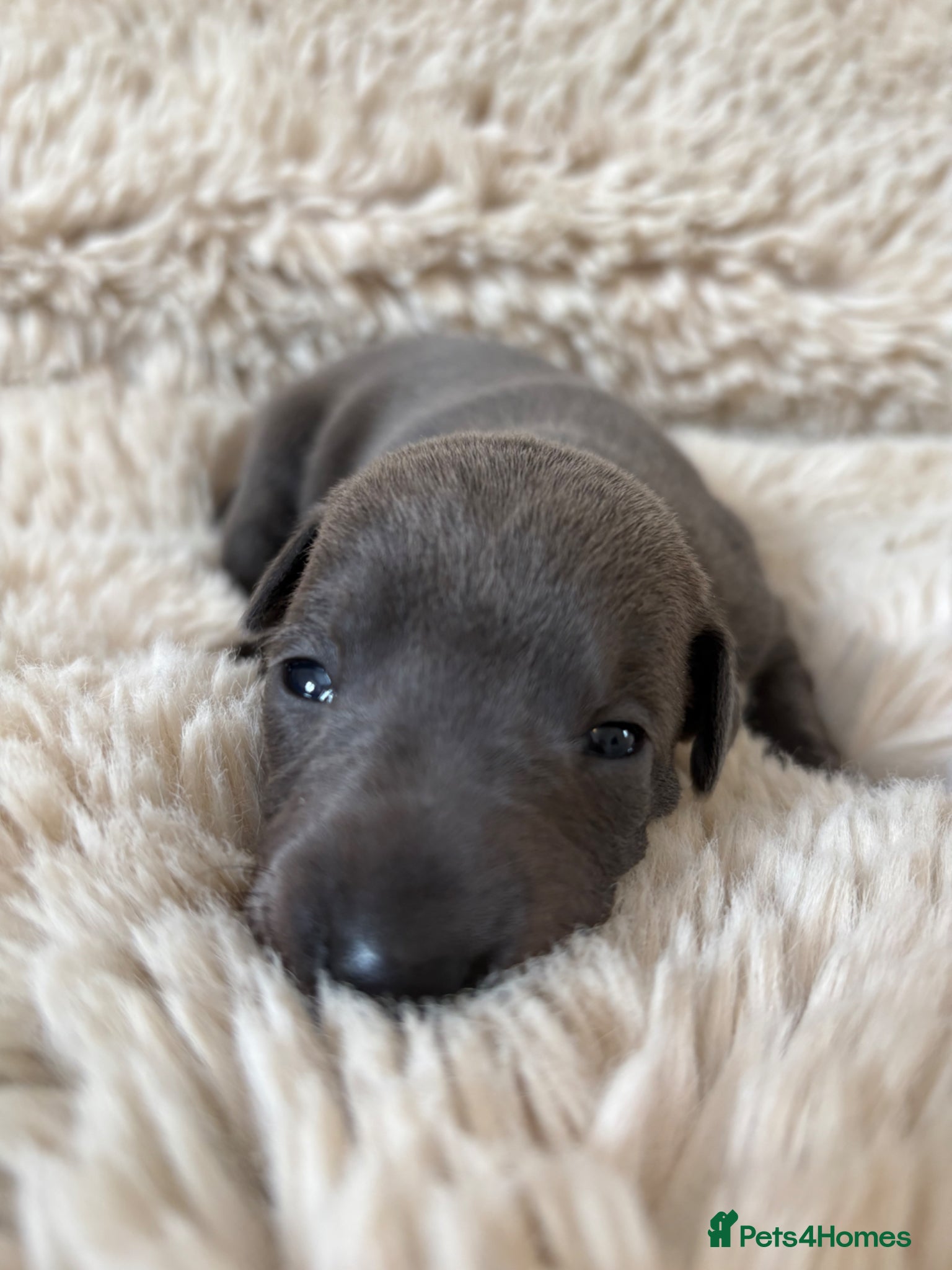 Italian Greyhound dogs KC Registered Italian Greyhound Puppies  - Advert 8