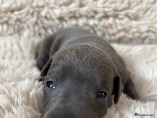 Italian Greyhound dogs KC Registered Italian Greyhound Puppies - Advert 8