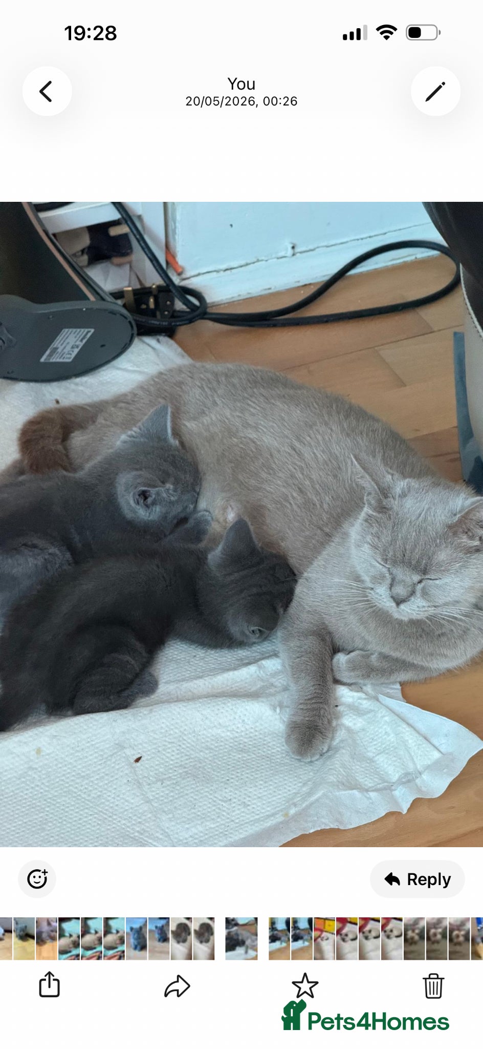 British Shorthair cats for sale: 3beautiful girls ready to find their forever home  - Advert 10