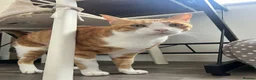 Mixed Breed cats for adoption: Extremely Affectionate Indoor Rescue Louie - Advert 4