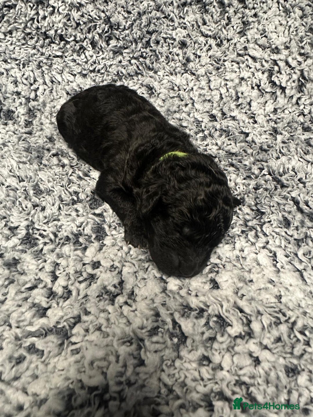 Miniature Poodle dogs for sale: Gorgeous pure bred miniature poodles - Advert 15