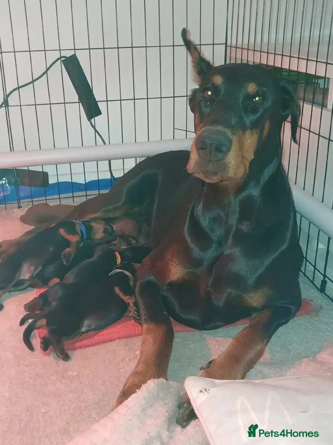 Gallery Image {{count}}