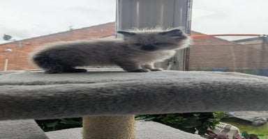 Ragdoll cats - Advert 5