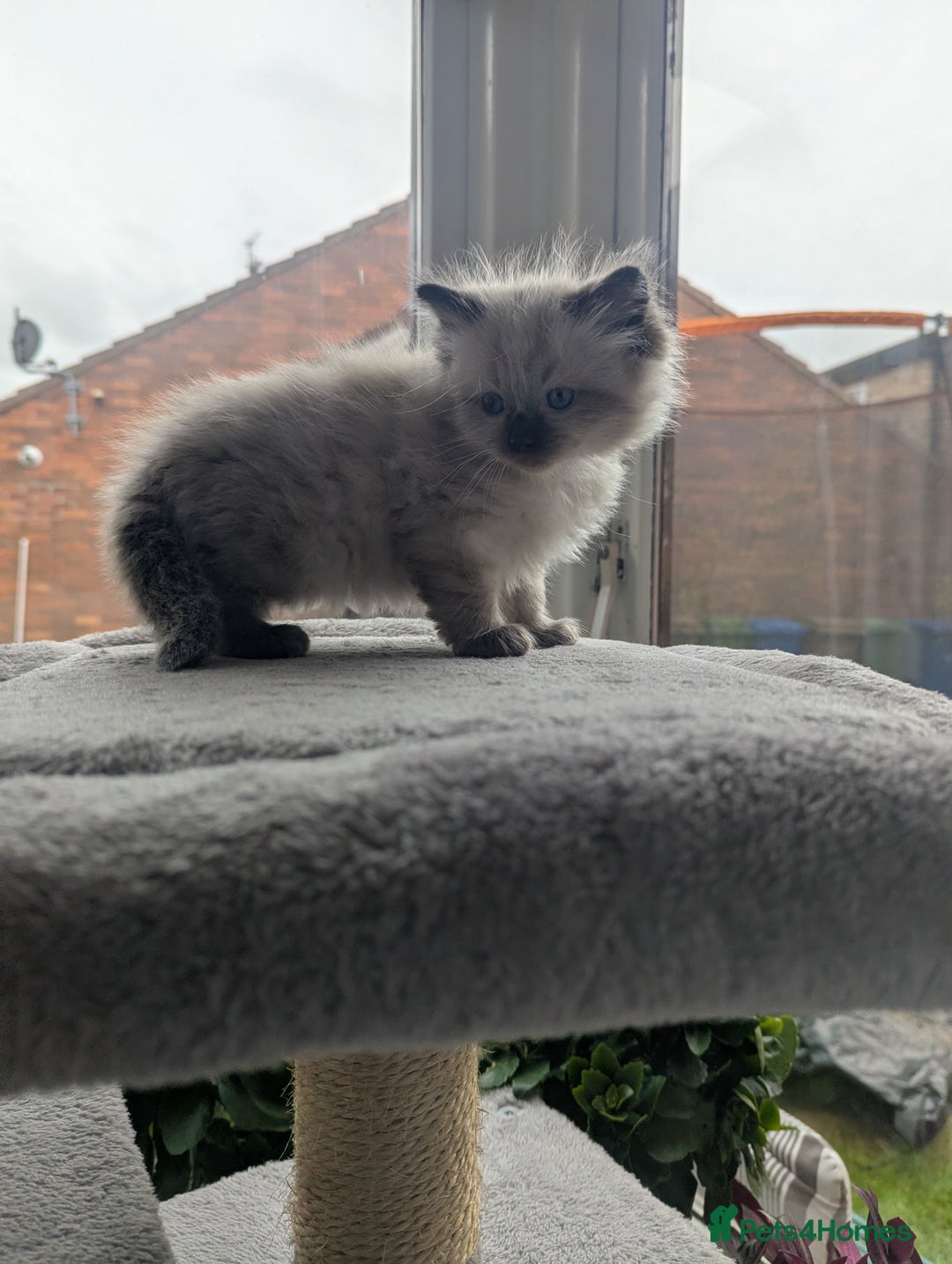 Ragdoll cats for sale: Adorable Ragdoll Kittens Looking for Homes❤️! - Image 2
